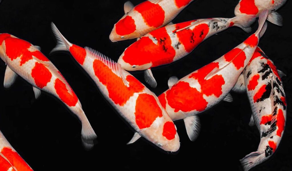 ca koi japan